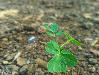 baby independent green leaf plant