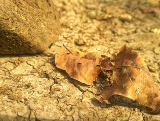 dry leaves that fall on the ground