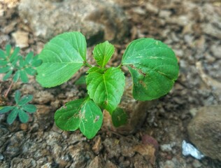 the beauty of green leaves