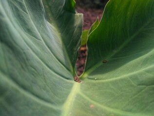 detail inside the giant green leaf