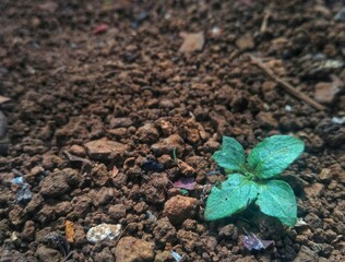 the beauty of green leaves in the fertile red land