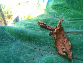 leaf that falls on a giant leaf