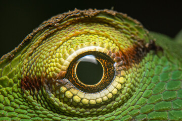 Lizard eye