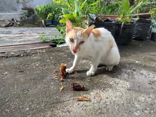 a white and orange striped stray cat is eating fish by the roadside