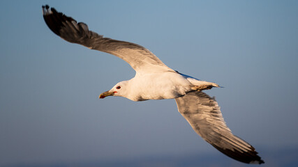 Fototapeta na wymiar Close up of California Gull (Larus californicus) in mid flight; San Francisco Bay Area, California
