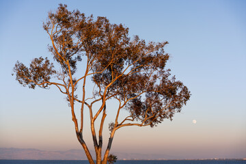 Sunset view of Eucalyptus tree growing on the shores of San Francisco Bay Area; full moon visible...