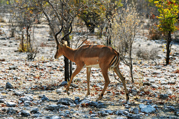 Impala im Etosha-Nationalpark in Namibia