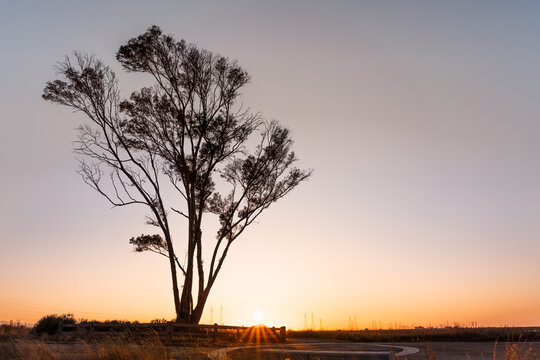 Sunset view of Eucalyptus tree growing on the shores of San Francisco Bay Area; California