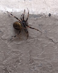 spider on a web