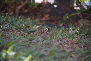 Rufous-collared Sparrow Bird on the ground