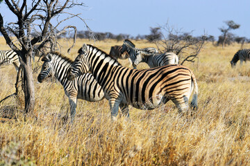 Fototapeta na wymiar Zebras im Etosha-Nationalpark in Namibia