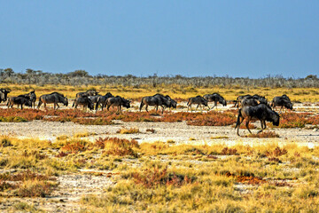 Fototapeta na wymiar Gnus im Etosha-Nationalparkk in Namibia