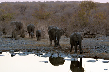 Obraz premium Elefanten in der Abenddämmerung am Wasserloch im Etosha-Nationalpark in Namibia