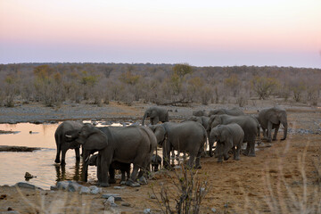 Fototapeta na wymiar Elefanten in der Abenddämmerung am Wasserloch im Etosha-Nationalpark in Namibia