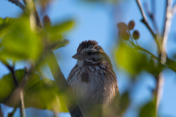 Song Sparrow with Green leaves