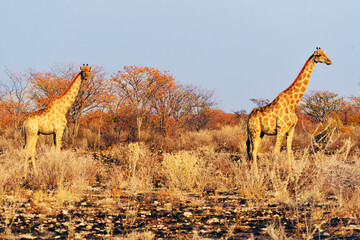 Afrikanische Giraffen im Etosha-Nationalpark in Namibia