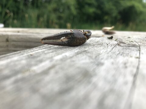 Crayfish claw on ledge