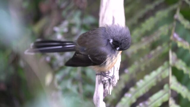 Close up of a Fantail bird also known as a Piwakawaka in New Zealand pruning its feathers