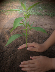 Two hands that support the newly planted seedlings Wonderful image for global warming, hope, sustainability, green world, and agriculture.