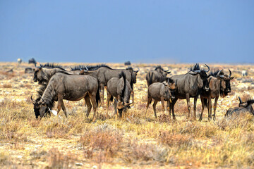 Gnus im Etosha-Nationalparkk in Namibia
