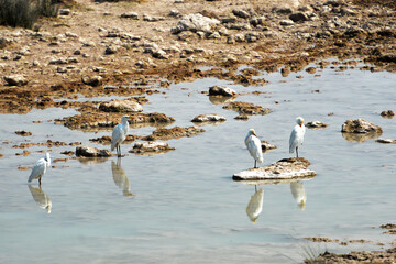 Reiher im Etosha -Nationalpark in Namibia 
