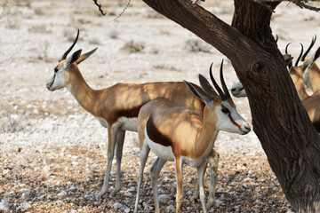 Springböcke im Etosha-National-Park in Namibia 