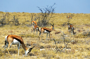 Springböcke im Etosha-National-Park in Namibia 