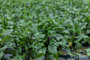 Fototapeta premium 畑に降る雨 梅雨