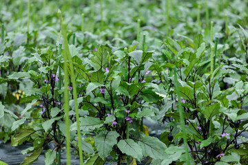 畑に降る雨　梅雨