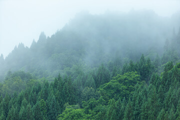 Obraz premium 朝霧に包まれた山 雨の日 森林 梅雨の時期