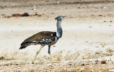 Riesentrappe in Etosha-Nationalpark in Namibia