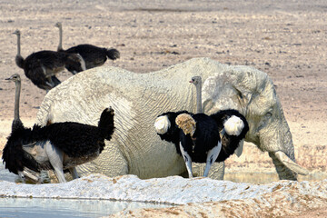 Afrikanische Strauße im Etosha-Nationalpark in Namibia