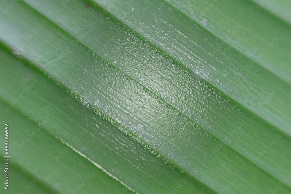 Canvas Prints close up green leaves in nature background and texture