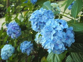 the beautiful Hydrangea garden 
 in japan
