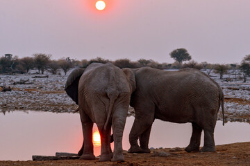 Elefanten in der Abenddämmerung am Wasserloch im Etosha-Nationalpark in Namibia