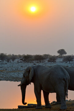 Elefanten in der Abendd&auml;mmerung am Wasserloch im Etosha-Nationalpark in Namibia