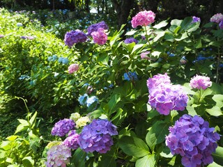 Fototapeta premium the beautiful Hydrangea garden in japan 