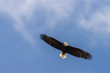 Bald Eagle in Flight
