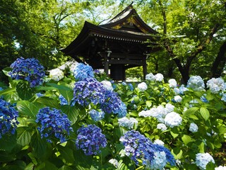 the beautiful Hydrangea garden 
 in japan
