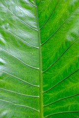 close up waterproof on green and natural background