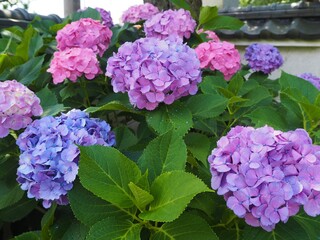 Obraz premium the beautiful Hydrangea garden in japan 