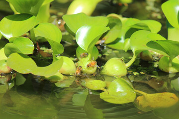 Bees on Water Hyacinth