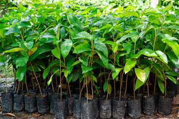 Seedlings prepared for replanting forests