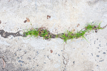 Cracked cement floor With grass growing at the cracks