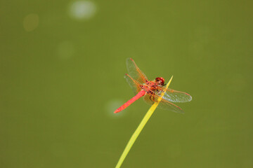 Red Dragonfly on Pond