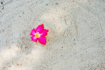 Bright pink flowers impaled on the sand