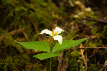 White Trillium in Forest