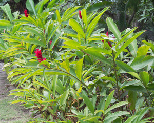 Red ginger flowers, Alpinia purpurata, in a tropical landscape with palm tress in background