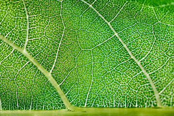 green leaf texture, art in nature, a macro look at the under side of a sunflower leaf with light shinning through