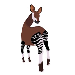 Okapi  Illustration
